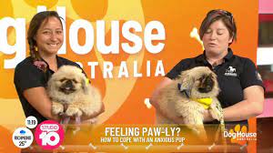 the dog house australia season 4